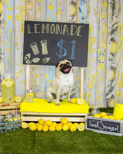 Lemonade Stand Pet Photo Shoot