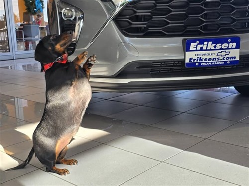 Our showroom greeter, Berry!