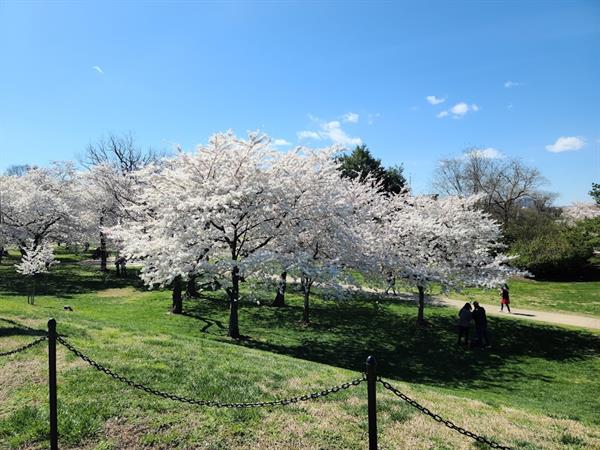 Washington DC Cherry Blossoms