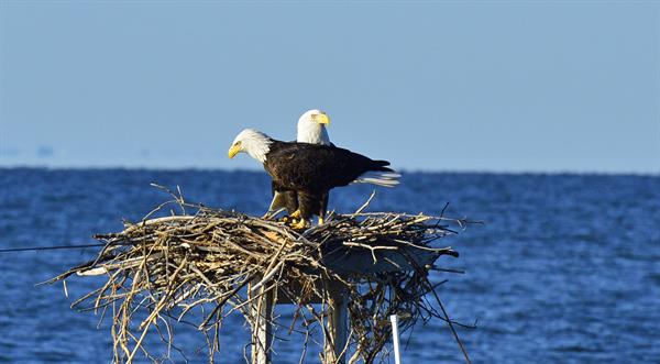 Where the Osprey Play Where the Osprey Play