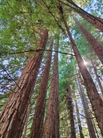 Explore the Lost Town of Loma Prieta