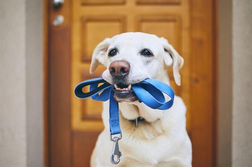 Walk time!
