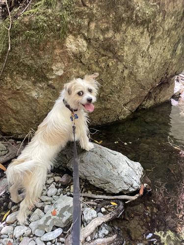 The explorer
