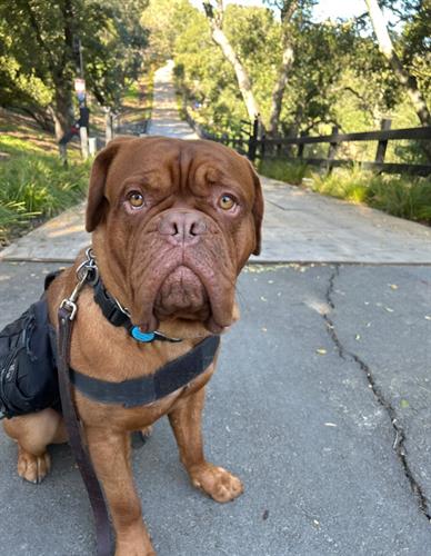 Ready for my walk!
