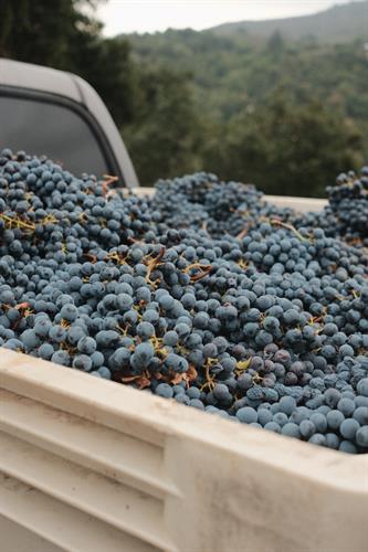 Second Harvest of Estate Cabernet