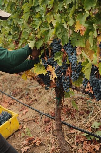 Second Harvest of Estate Cabernet