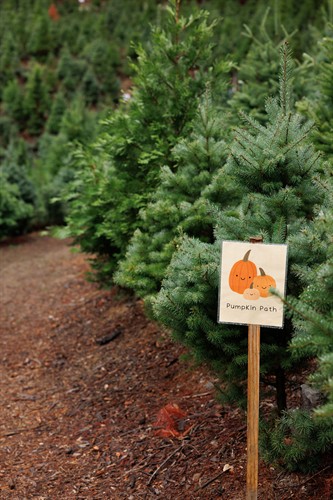 Gallery Image PumpkinPathFord_copy.jpg