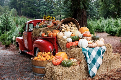 Gallery Image PumpkinTruckFord.jpg