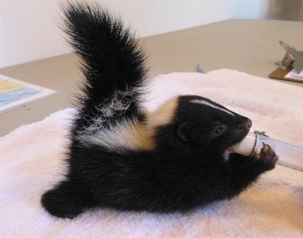 Baby skunk orphan
