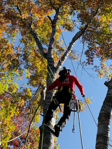 Gallery Image aplus-tree-climber-rigged-in.jpg