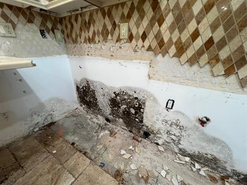 Black toxic mold was found behind kitchen cabinets