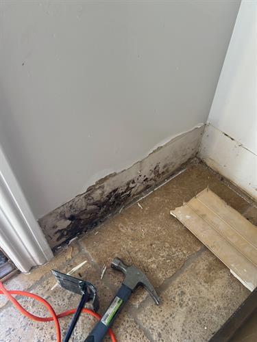 Black Mold on the drywall