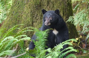 Commercial Bear Viewing Association of BC