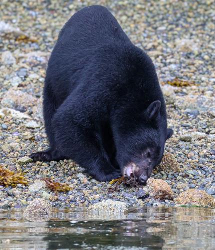 CBVA member, Long Beach Nature Tours