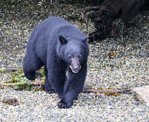 CBVA member, Long Beach Nature Tours