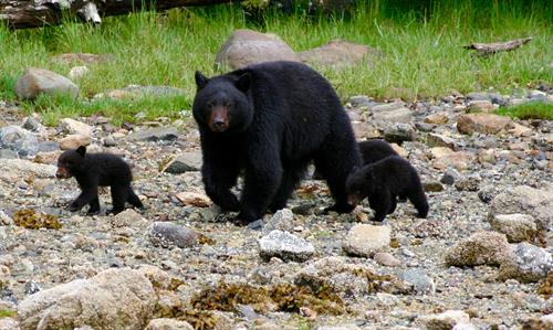 Gallery Image Clayoquot_Wilderness_Resort_Black_Bear_Mother_and_Cubs_5x3.jpg