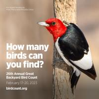 26th Annual Great Backyard Bird Count