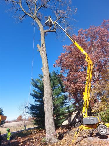 Lift extended in tree