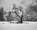 Dolores M. Clark: Yosemite Valley Winterland Show