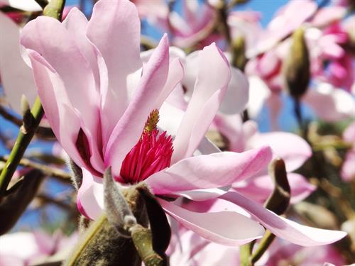 Delicate forms and an intoxicating scent... magnolias are in bloom throughout the Gardens January through March. 