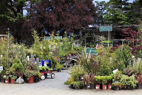 In addition to plants that are featured in the Gardens signature collections - rhododendrons, heaths, heathers, conifers, and mediterranean plants - our specialty retail nursery offers a wide selection of plants that are drought tolerant, deer resistant, and hummingbird-, bee-, and butterfly-friendly.