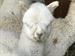 Open Farm and Boutique