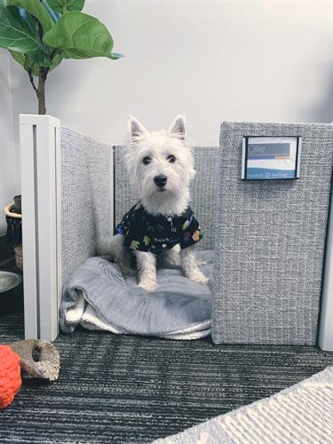 Ollie the Office Dog. He even has his own cube & name plate