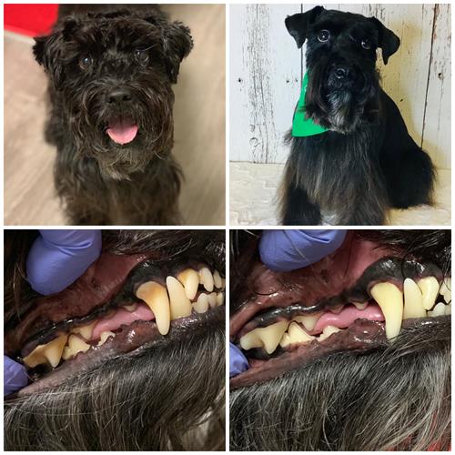 Dog Dental - No Anesthesia