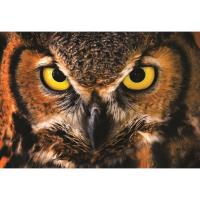 Live Owl Program