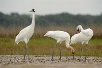 Dinner on the Bluff: “Whooping Cranes in the Eastern Migratory Population” by Stephanie Schmidt