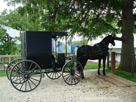 Amish Horse and Buggy