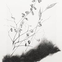 Opening Reception for “Traces of a Prairie” Drawings by Lois Peterson