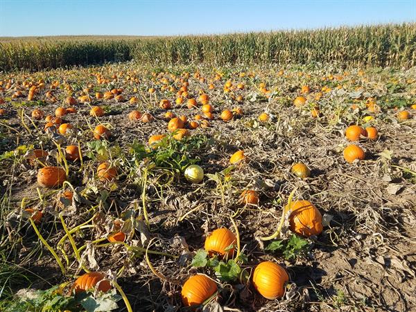 Pick your Own Pumpkin Patch