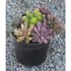 Lamm Gardens "Simple Succulents" Workshop