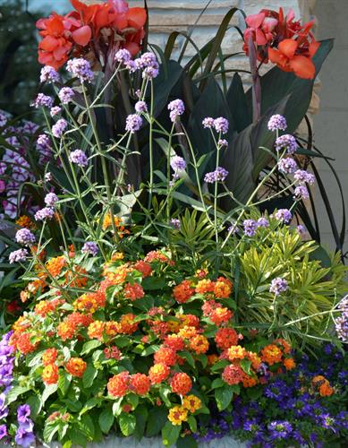Fresh Seasonal Containers - Spring