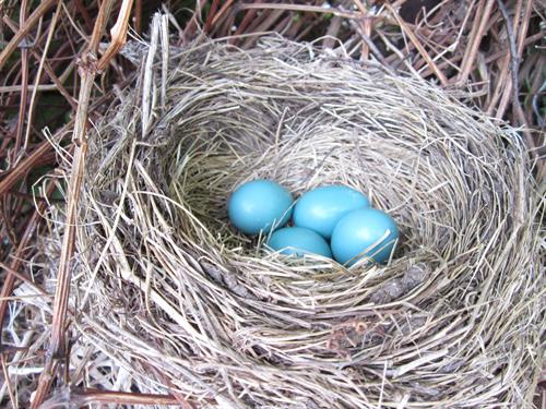 spring Robin's nest at Welcome HOME B&B