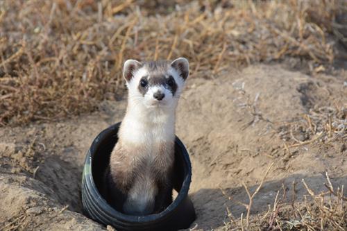 Black-Footed Ferret release Fall 2023, photo credit: James Jacobs, former board member