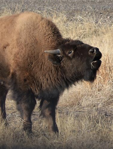 Bison calling, photo credit: Candy Jones, volunteer