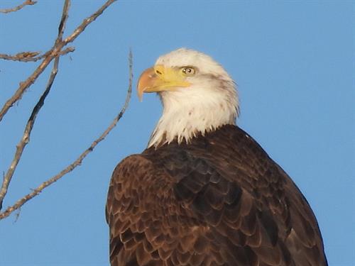 Bald Eagle at RMA, photo credit: Liz and Rocky Steiner, volunteers