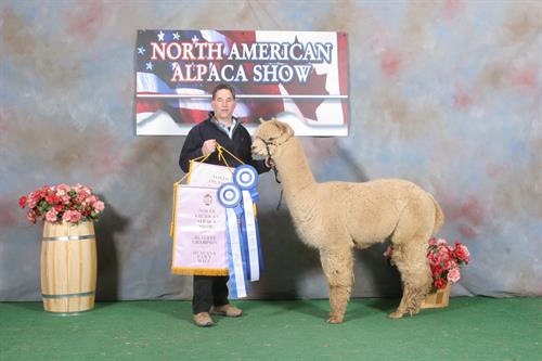 Phoenix takes another Banner at the North American Alpaca Show 