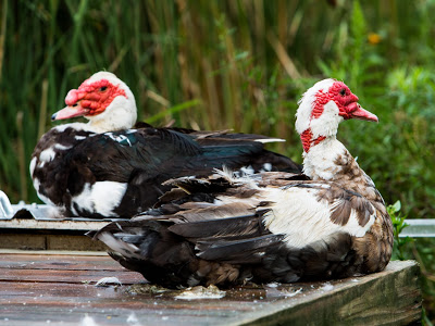 a few of our muscovy ducks