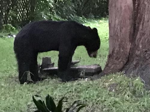 one of our bear visitors 