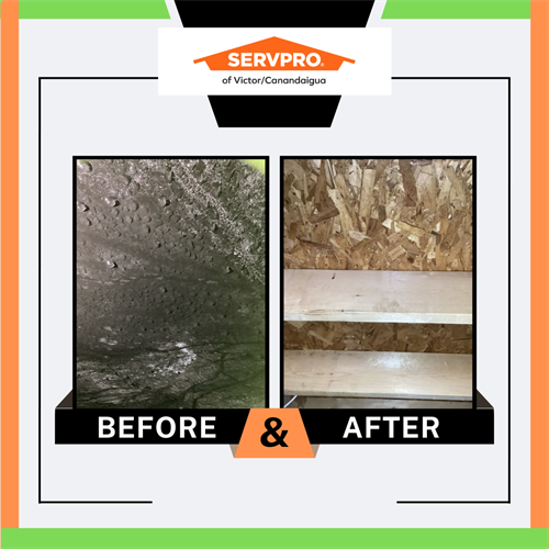 Gallery Image Mold_Before_and_After.png
