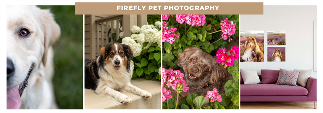 Firefly Pet Photography