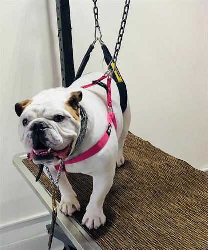 Pesto always brings the fun when he's in for a nail trim!