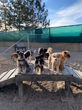 Idlewire Pet Care Idlewire Pet Care