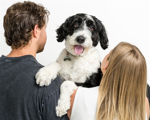 Pet portrait shaggy dog with family