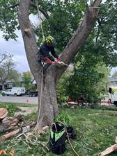 Clean Cuts Trees