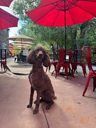 Dog Friendly Patio Dog Friendly Patio