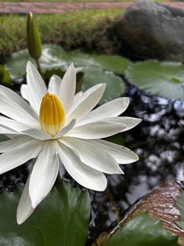 Gallery Image Lotus.jpg